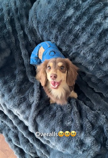 🥹#fyp #overalls #dogsofttiktok #dog