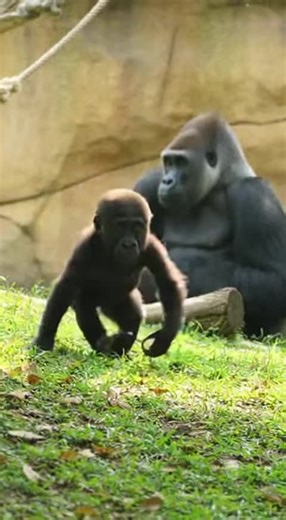 Baby Gorilla Ringo Shows Pure Love to His Mom 🥹🦍 #babygorilla #zoo #wildlifeentertainment #gorilla