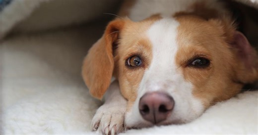 NOVA:Can Dogs Talk? Season 53 Episode 3