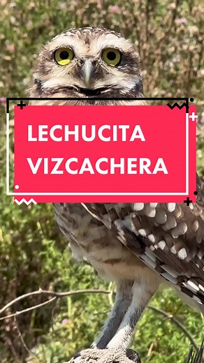 Descubriendo la Lechucita Vizcachera y sus Hábitos