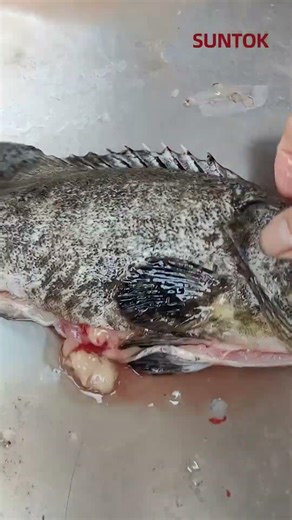 Fish descaling and belly opening machine for grouper