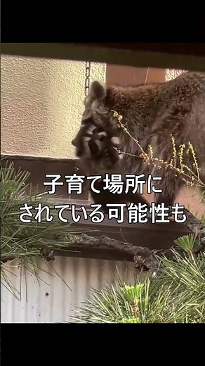 【アライグマ駆除】京都市中京区の戸建てで親子を確認｜京都の害虫駆除.com