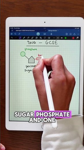 GCSE DNA explained! #gcsebiology #gcses #science #biologynotes #biology