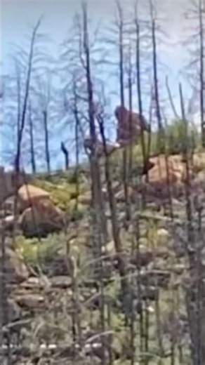 Cryptids and unknown entities #fanedit #edits #cryptid