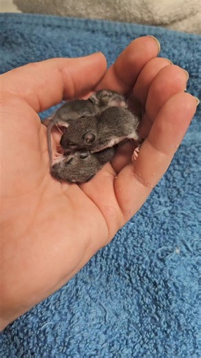 8.7K views · 291 reactions | We got in 3 super cute deer mouse babies...
