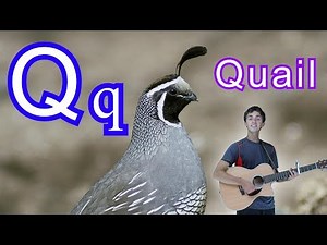 Letter Q Song | Letter of the day | ABC Phonics Song For Kids