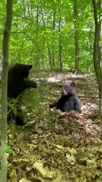 399K views · 30K reactions | Throwback to spring 2022: Brothers Ash and Riley dancing the dance of brotherly love. | Kilham Bear Center | Facebook