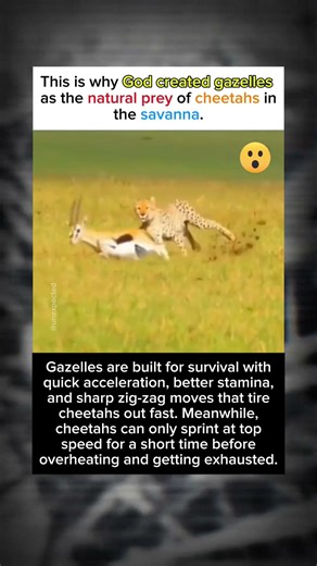 Speed vs Endurance The Ultimate Chase Between Gazelle and Cheetah