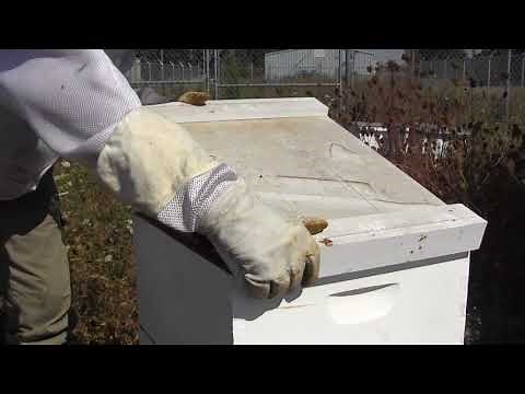 How to treat for Varroa Mites with Apiguard