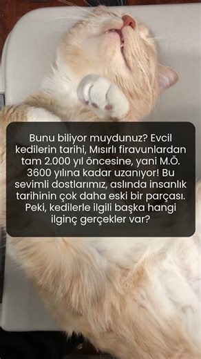 Mısırlı firavunların en sevdiği evcil dost kimdi?
