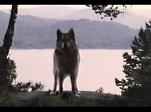 Wilderness - Wolf Morph 5