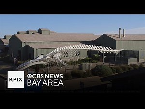 Sustainable tech being used to restore Santa Cruz's iconic blue whale sleleton