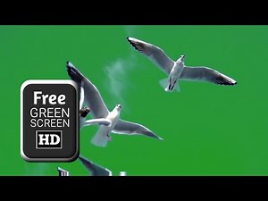 Seagulls flying green screen effects video | Bird green screen video | Green screen video