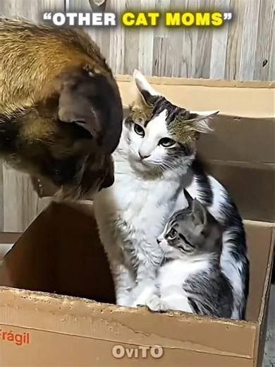 Other Cat Moms vs ... 💀 #funny #respect #shorts