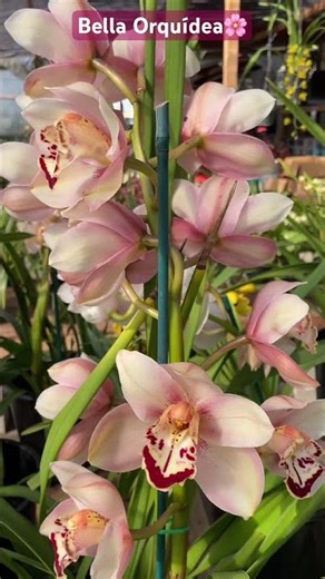 ✅Orquídea Cymbidium🤩#shorts#cymbidium#beautiful#pink#orchid#winter#newyear#viralvideo