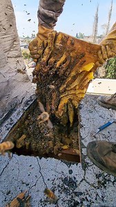 625K views · 8.6K reactions | 3 stories high, SPICY bees and the nastiest comb we've come across! 濫 This 2 year old hive was previously exterminated and when there are no bees, honeycomb will melt on warm days which is exactly what happened to this hive. But a new colony moved in and built amongst the melted honeycomb and it was a mess, but they made it work! #bees #savethebees #roofing #construction #honeycomb #bugs #animals #insects | Mr. Mrs. Bee Rescue | Facebook