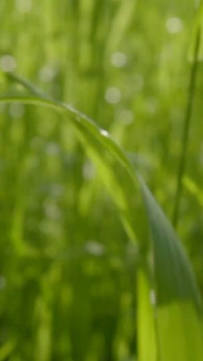 doTERRA Essential Oils USA on Instagram: "Start the morning right with a morning dew diffuser blend. ☀️ 4 drops Geranium 2 drops Eucalyptus 2 drops Rosemary"