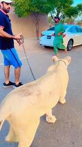 137K views · 2.6K reactions | #wiledlifephotography # | Waqas Wild Farm | Facebook