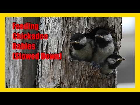 Feeding Chickadee Babies (Slowed Down)