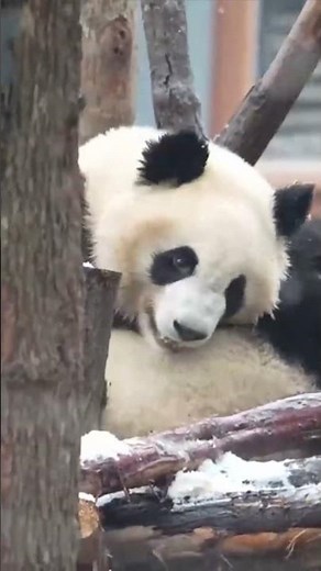 Animals #panda #funny #animals