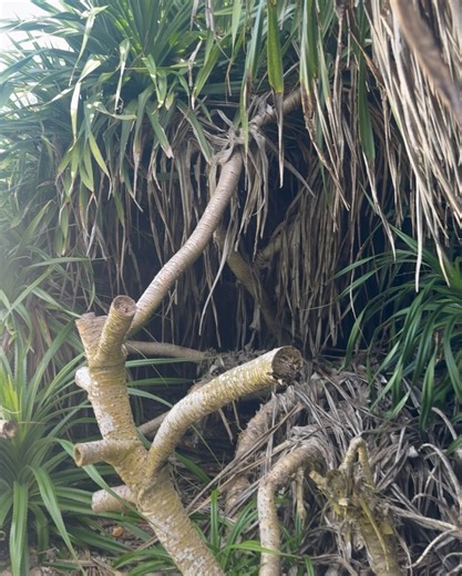 みちゃん🚐🌺𝙼𝙸𝙲𝙷𝙰𝙽 on Instagram: ". ストーリーをリアルタイムで見てくれた方は 知ってると思うんけど、、、 3泊4日で宮古島行ってきたよー🤍 そしてやりたかった宮古そば巡りもできた🌴🌺✈️ さすがラーメン好き… 麺あるとこにみちゃんあり。 . 1日目 海美来 3日目 宮古そば まっすぐ 郷家（居酒屋のため番外編） 4日目 かわみつ食堂 . 🌺海美来 沖縄県宮古島市平良池間１１７３−７ 池間大橋渡ってすぐの池間島入口にあるお食事処で おばあちゃん達が作ってくれる昔ながらの宮古そば！ 景色抜群、海風が心地よく、宮古島来たー！！ なテンションで頂いたので美味しさ跳ね上がり🥹 やや塩味は強めで出汁も効いてて美味しかった！ . 🌺宮古そば まっすぐ @miyakosoba.massugu 沖縄県宮古島市上野上野４３７ 駐車場も結構あって空港からのアクセス