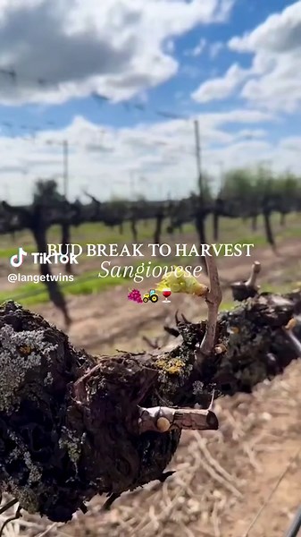Following the journey of our Sangiovese vineyard from bud break to harvest! Now it begins its journey to bottle. 🍷✨ #fyp #harvest #winegrapes #timelapse