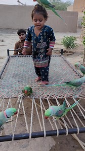 620K views · 3.8K reactions | parrot flying funny cute baby #parrot #flying #cutebaby #shorts | Cute Baby Parrot | Facebook