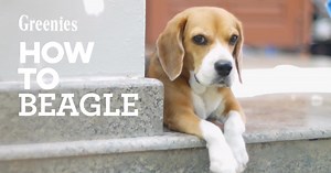 We've all heard of the beagle howl, but what are the deep cuts of beagle behavior? Tell us your favorite beagle-isms in the comments. | Greenies