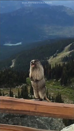 Marmot Meme vs Reality #marmot #groundhog