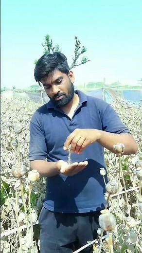 Afim ka Doda posta dana (khas-khas) #afim #blackgold #kalamaal #trending #viral