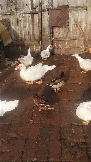 ЛПХ//мускусные утки//индоутки//немецкая линия//5 декабря 2024 год