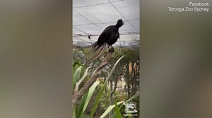 Bizarre moment lyrebird at Taronga Zoo mimics crying baby