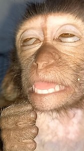 #cutebabymonkey #babymonkey #adorablebabymonkey | baby monpai