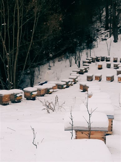 Шторм вже дві доби. Херделиця і мороз -10 змінівся на тепло 1. Зимуємо. #бджільництво #зима #село #продажмеду #вулики
