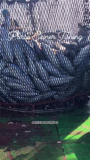 Brailing Skipjack & Yellow Fin Tuna🐠🐟 Purse Seiner Fishing @ South Pacific Ocean #jjrendonjumuad #followerseveryone #fbviralpost #highlighteveryone #mananagat #highlight #mangingisda #fishing #fbpost #fish #fisherman | JJ Rendon Jumuad