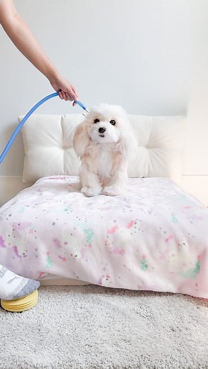 80K views · 6.2K reactions | This is how to make your plush toy come to life 笠 . . . #teddybear #reallifeteddybear #dogsofinstagram #cutedog #maltipoo | tatobearr | Facebook