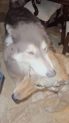 See how his eye shine changes from white to red #dogs #wolfdog #dog #🐺 #❤️