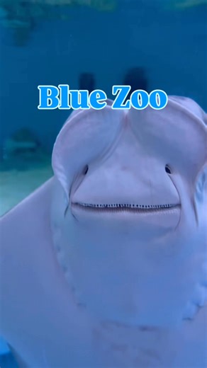 POV: The only thing swimming through my mind today is Blue Zoo From stingray snuggles to mermaid magic, some days, I just can’t think about anything else! filmed in Blue Zoo Rogers, AR | Blue Zoo Aquarium Baton Rouge | Facebook