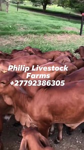 Philip Livestock Farms Pty,Ltd on Reels