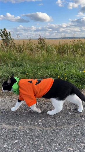 35K views · 32K reactions |  Great Pumpkin pawtrol reporting for duty  Which Peanuts character would Fitz be—Snoopy, Linus, or Charlie Brown?? #peanuts #charliebrown #peanutsgang #snoopyandwoodstock #pumpkinseason | Fitzcapades | Facebook