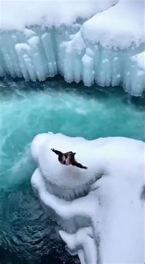 Wild Winter Escape: Leopard vs. Mandrill! #Wildlife #Action #Nature #Winter