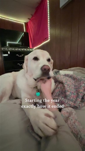 Morning Routine with Pets: A Heartwarming Start