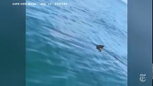 Video: Massive Shark Spotted in Cape Cod
