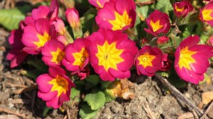 Prímula, ficha de planta