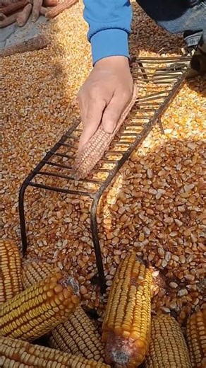 Corn Shelling: Traditional Method for Removing Kernels#cornshelling #harvesting