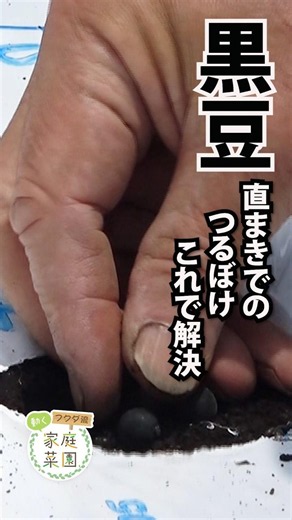 [Home Gardening] Solving Vine Overgrowth in Directly Sown Black Soybeans: The Fukuda Method