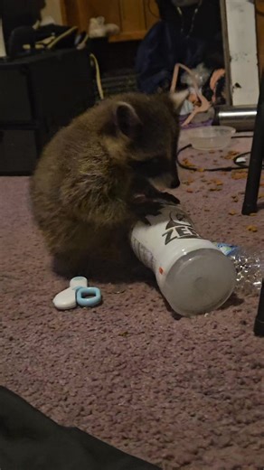 Billy Raccoon on Instagram: "Raccoon Baby Days ~ Letting The Babies Make Mini Messes In Their Sisters Room #raccoonlife #GoodVibesOnly #champion #ADHD"