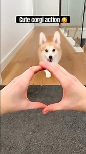 cute corgi action 😍🥰 #corgi #puppy #funny #cutedog #pets #petvideos #corgicrew #viral #shortvideo