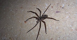 AUSTRALIE. Ils découvrent une araignée géante dans leur cuisine