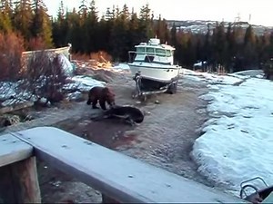 Alaskan Brown Bear Kills and Eats Moose in Driveway! "This brown bear sow chased and caught an adult cow moose in our driveway May 6th '07. The bear was estimated to be about 500 lbs and the cow moose an older animal. After dragging the moose a ways the bear dug into the chest cavity and pulled the heart out and ate it. She then left but came back that night a few times looking for the moose which had been towed down the road by a state trooper and a fish and wildlife guy until the next in line 